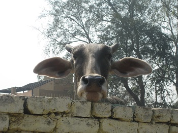 Mistress Troy sees a curious cow in Vrindavan, India Mistress Troy sees a curious cow in Vrindavan, India, at Care for Cows