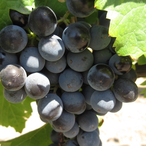 Mistress Troy visits vineyards in Dry Creek Valley, Northern Sonoma County, California, U.S.A.