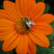 Mistress Troy enjoys nature at Avena Botanicals in Rockport, Maine